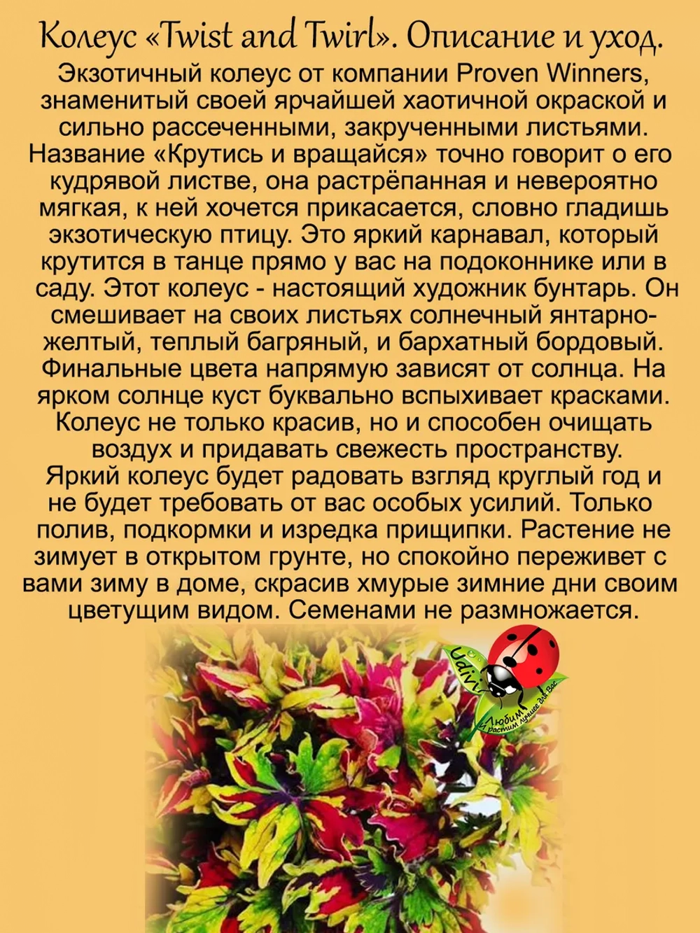 Колеус Крутись и вращайся Твист энд Твирл