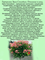 Гортензия Эрли Сенсейшн метельчатая многолетник