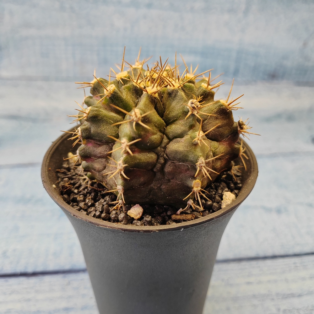 Gymnocalycium T-Rex hybride (Гимнокалициум T-rex)