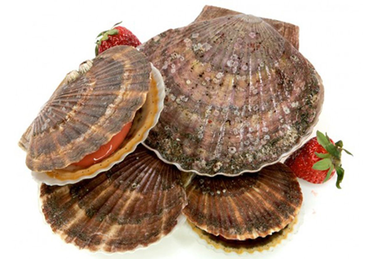 Морской гребешок живой, шт