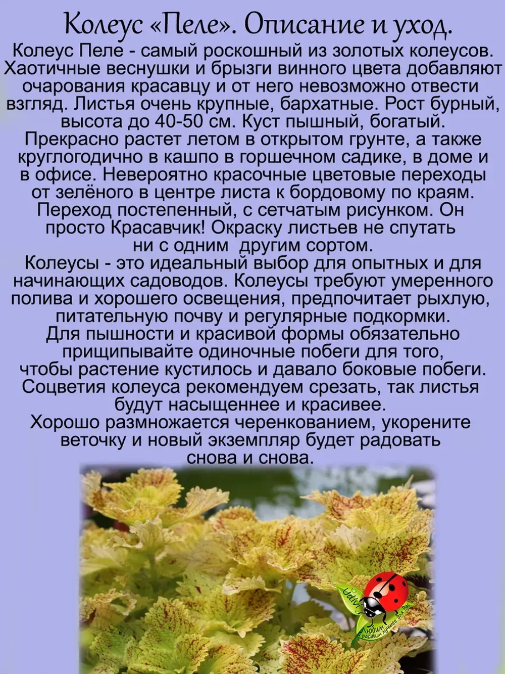 Колеус Пеле