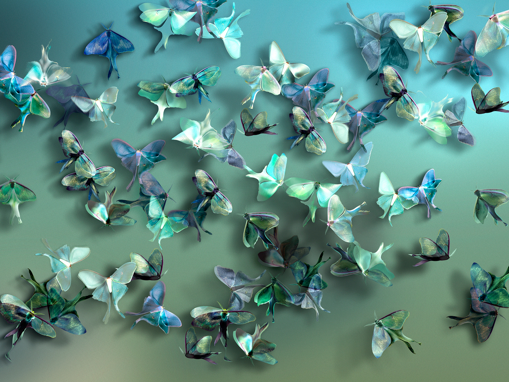FARFALLE 6