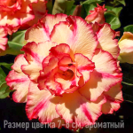 Адениум 363-AN LAC