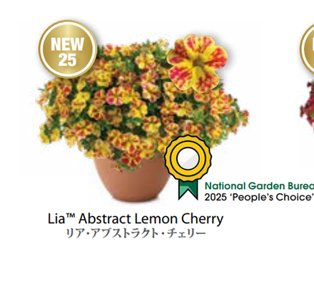 ЕВРО Калибрахоа LIA Abstract Lemon Cherry укоренный черенок МАРТ поставка 22