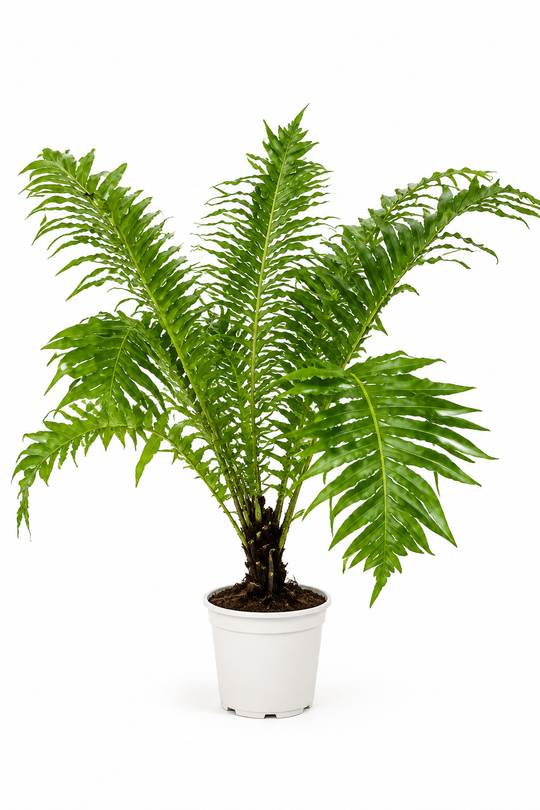 Папоротник Blechnum gibbum д.12
