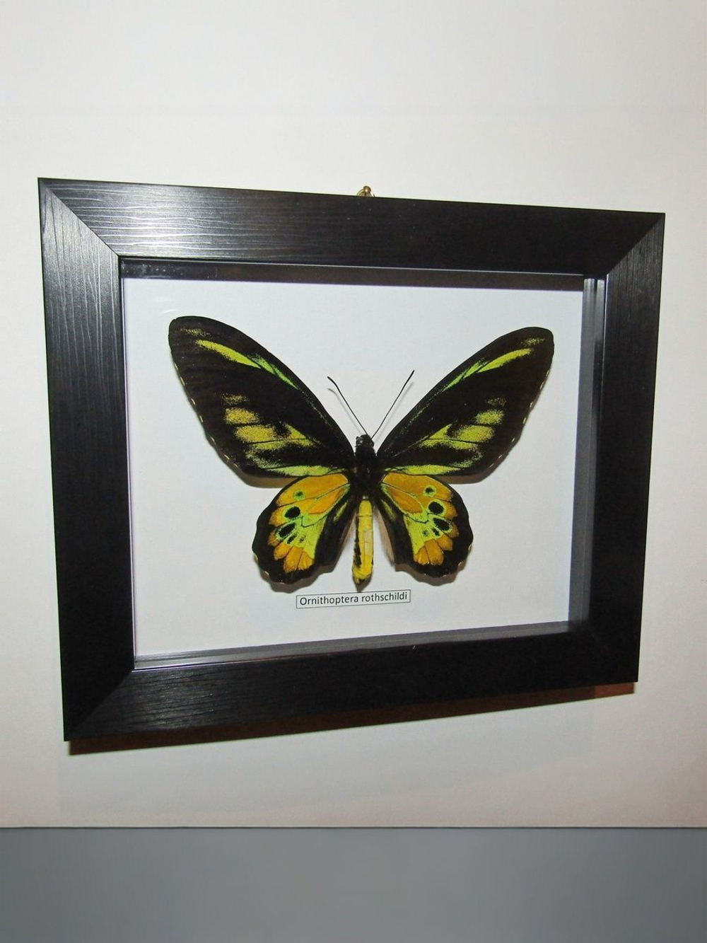 Бабочка Ornithoptera rothschildi в рамке
