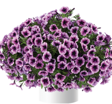 32240 Петуния CASCADIAS Purple Ice (Весна 2026)