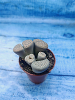Lithops sp. (Литопсы)