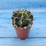 Gymnocalycium Friedrichii (Гимнокалициум)