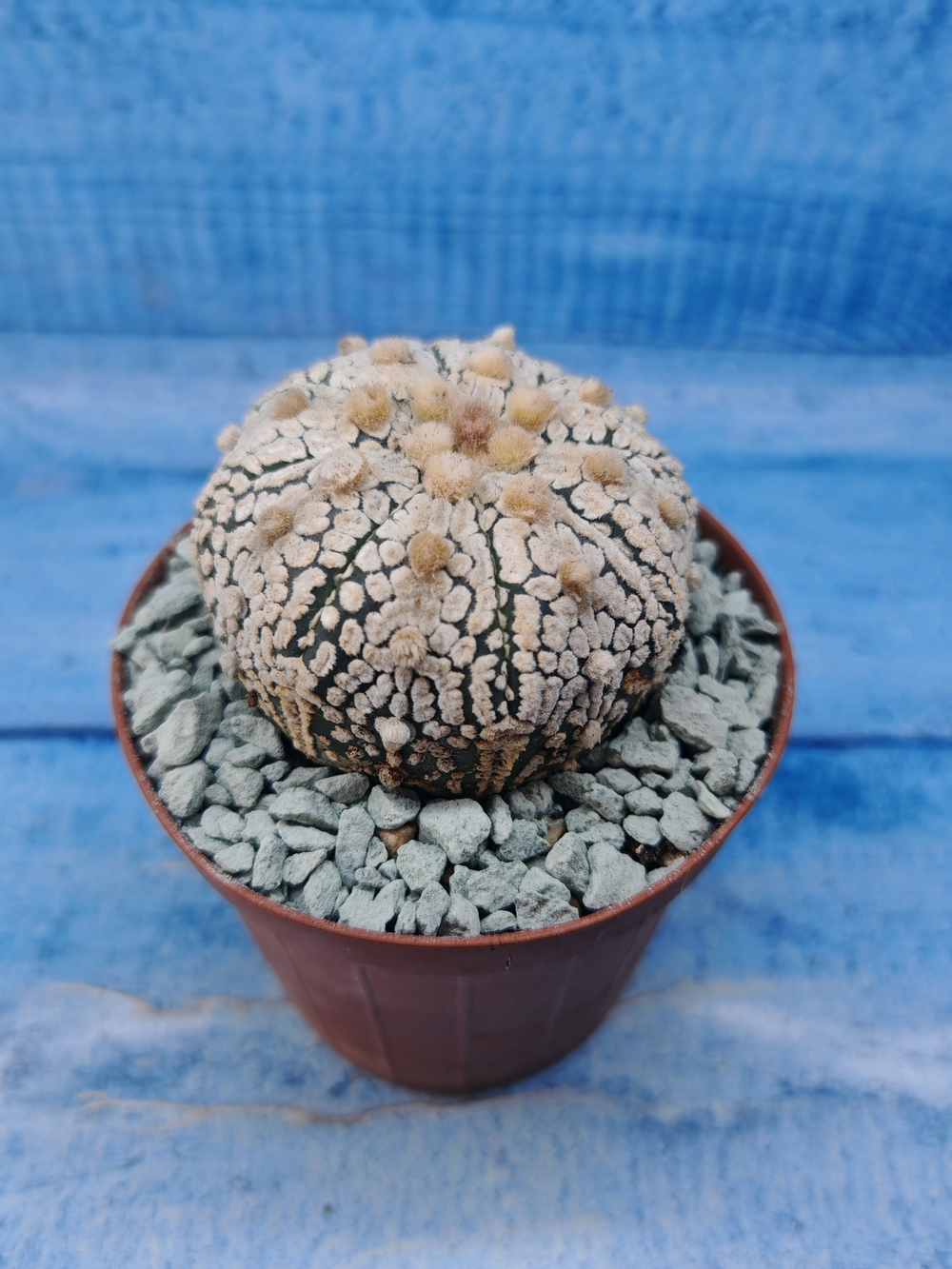 Astrophytum Asterias "Super Kabuto" (Астрофитум)