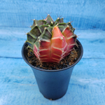 Gymnocalycium Variegata (Гимнокалициум Вариегатный)