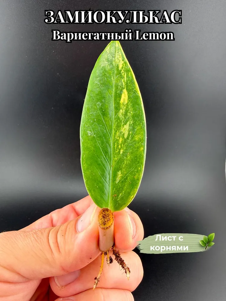 Замиокулькас Lemon — укоренённый лист