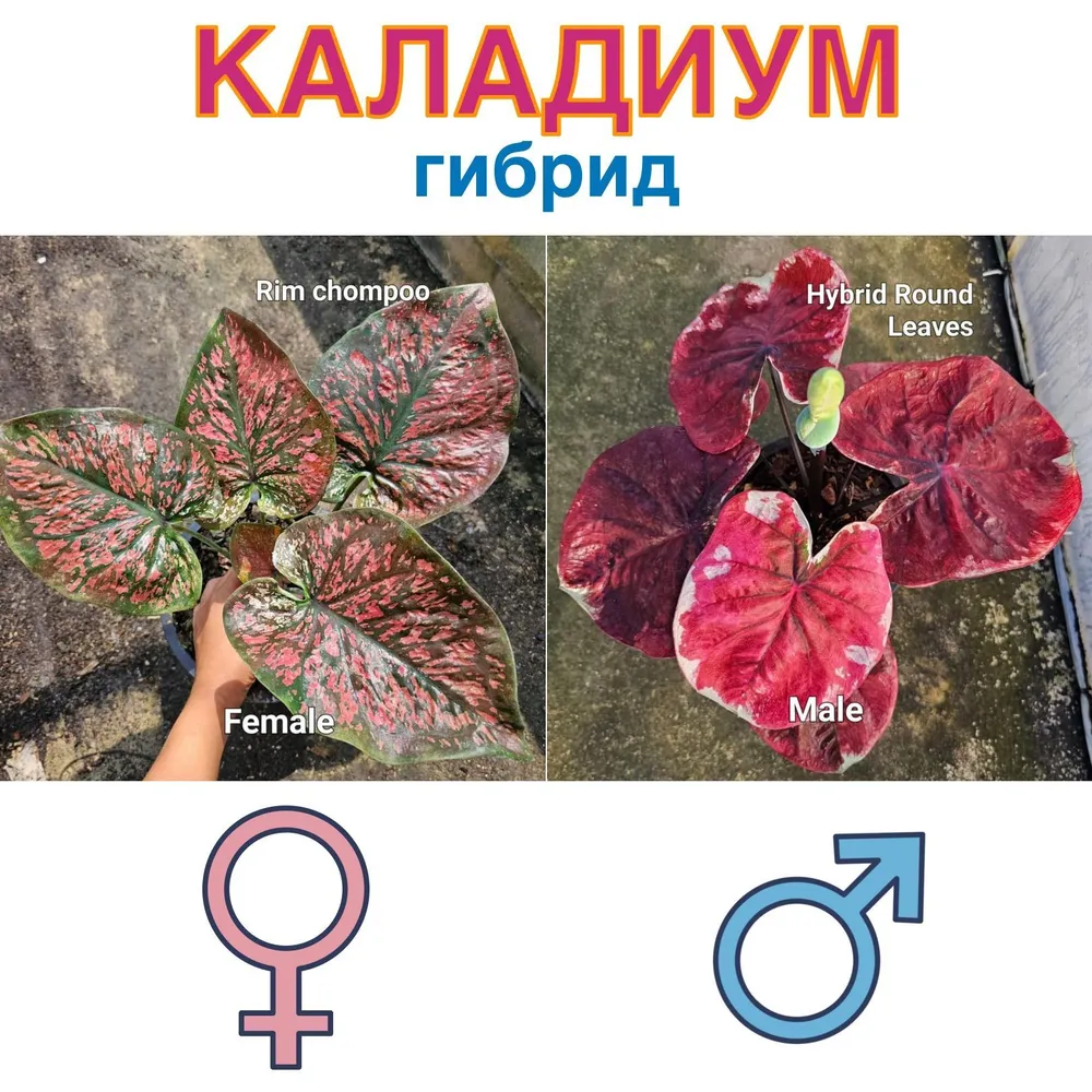 Каладиум гибрид Rim Chompoo x Гибрид круглолистный семена 5 штук