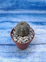 Euphorbia Obesa (Эуфорбия)