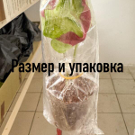 Каладиум MANEE LOM PHET PHLAENG