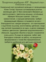 Пеларгония Юг Медовый спас розебудная