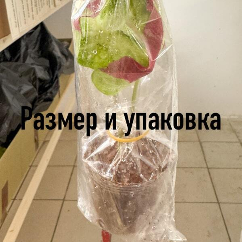 Каладиум JULIETTE (K22)