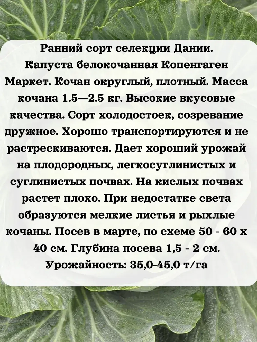 Семена капусты ранней набор 3 шт