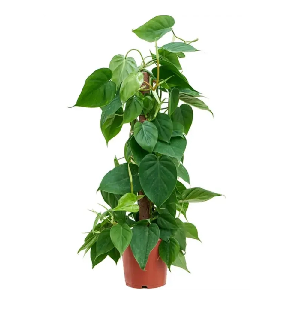 Филодендрон Сканденс