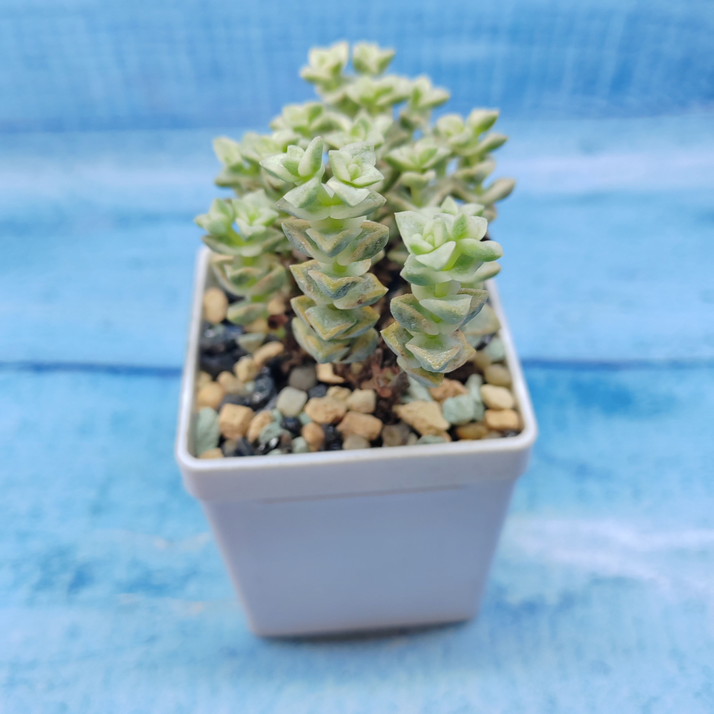 Crassula Tom Thumb variegated (Крассула)