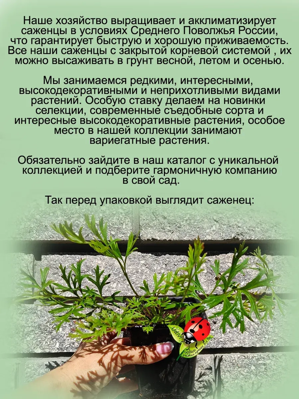Подснежник Пинвил Дарк Ред Шейдес красный