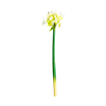 Цветок AMARYLLIS цвет белый
