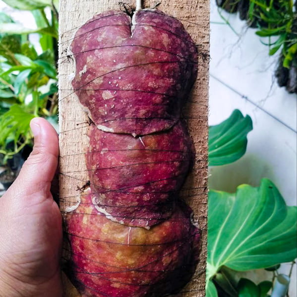 Хойя IMBRICATA