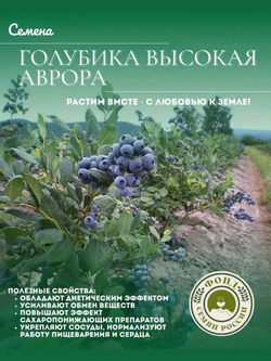 Голубика, Аврора, Семена Ягод, 0.01 гр.