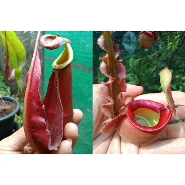 Непентес Nepenthes mirabilis wing x [(mirabilis wing x (viking x ampullaria)] — семена, 3 шт.
