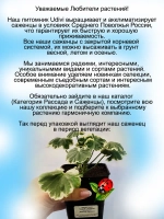 Пеларгония Мадам Солерон вариегатная