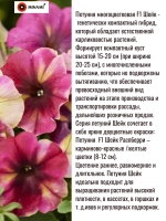 Петуния Шейк F1 Распберри