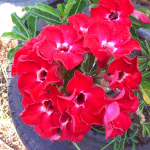 Адениум RUBY RED (А52)