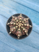 Gymnocalycium T-Rex Pink hybride (Гимнокалициум T-rex)