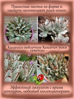 Каланхоэ войлочное Кошачьи ушки суккулент