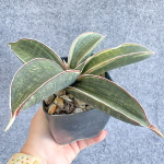 Сансевиерия HALLII BLUE BAT VAR s.L