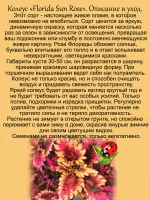 Колеус Солнечная роза Флориды Флорида сан Розе