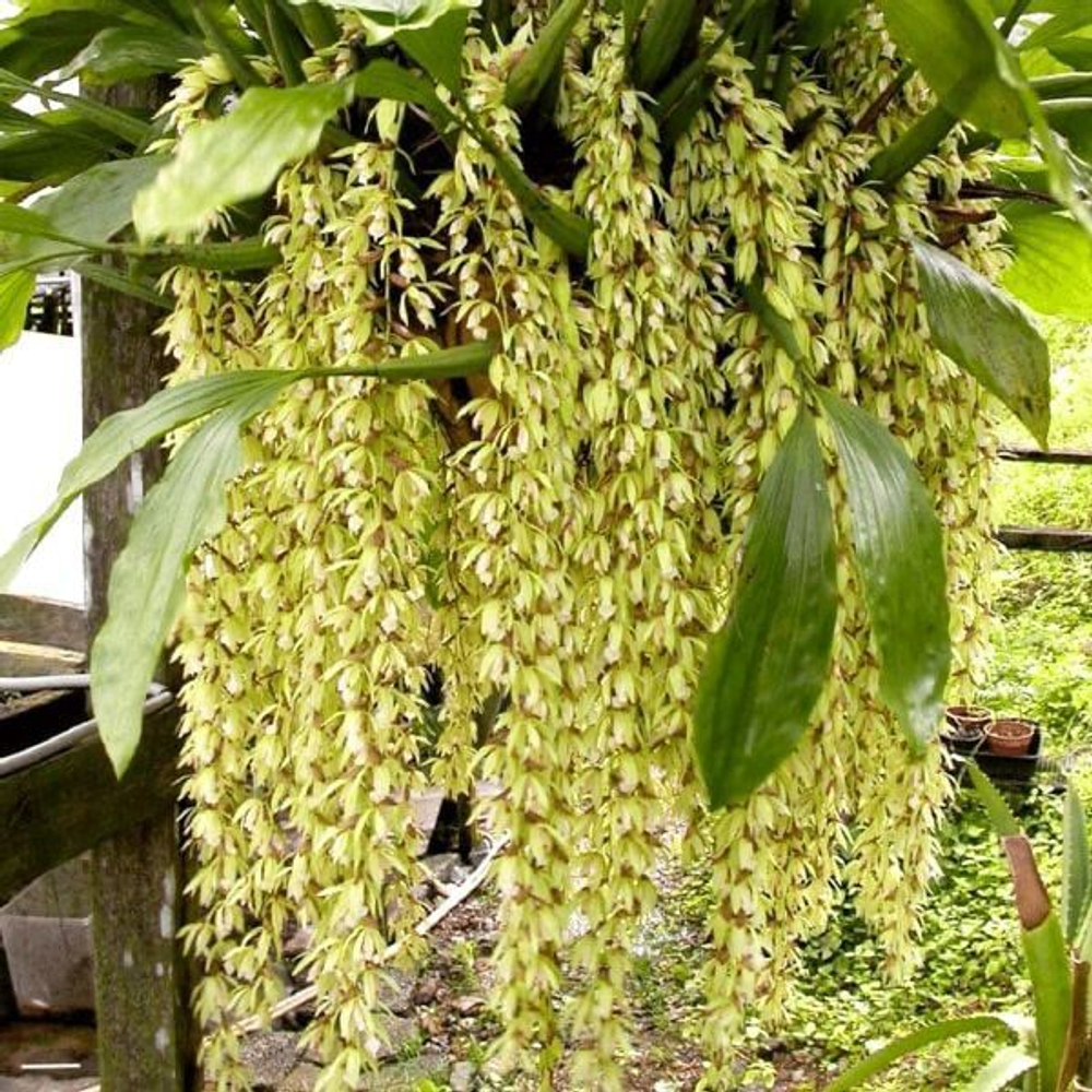 Орхидея COELOGYNE ROCHUSSENII (Н75)