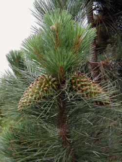 Семена Сосна Культера (Pinus coulteri) 1гр