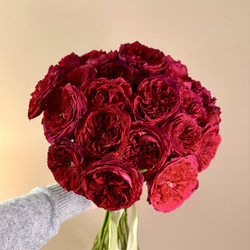 Tess Rouge Grand - 25 пионовидных роз под ленту