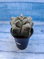 Astrophytum Myriostigma monstrosa (Астрофитум)
