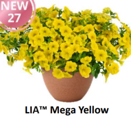 НОВИНКА 2027 ЕВРО неукор Калибрахоа LIA Mega Yellow НЕукоренный черенок (срезы) НОЯБРЬ поставка 3