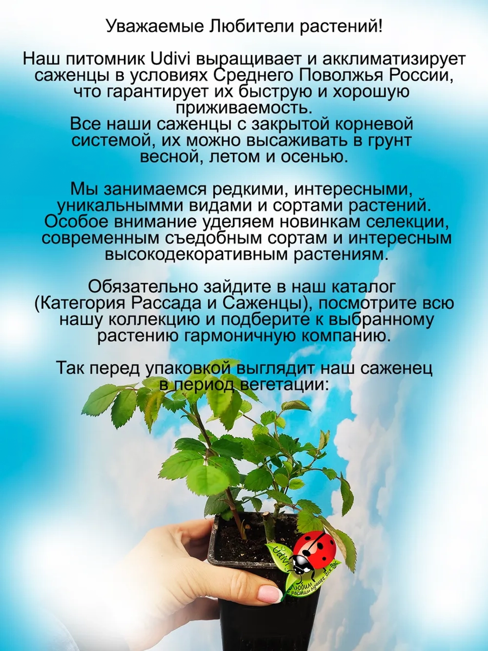 Роза Фальстаф английская пурпурная