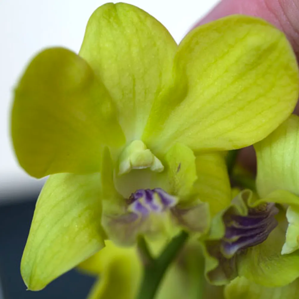 Орхидея Дендробиум (Dendrobium orchid) салатовые бутоны