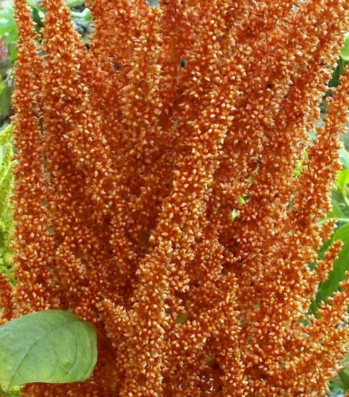 Амарант Зерновой Оранжевый Гигант -  Orange Giant Amaranth