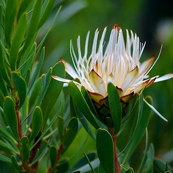 Протея Protea Lanceolata семена