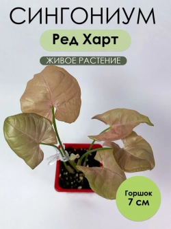 Сингониум Ред Харт. Растение живое
