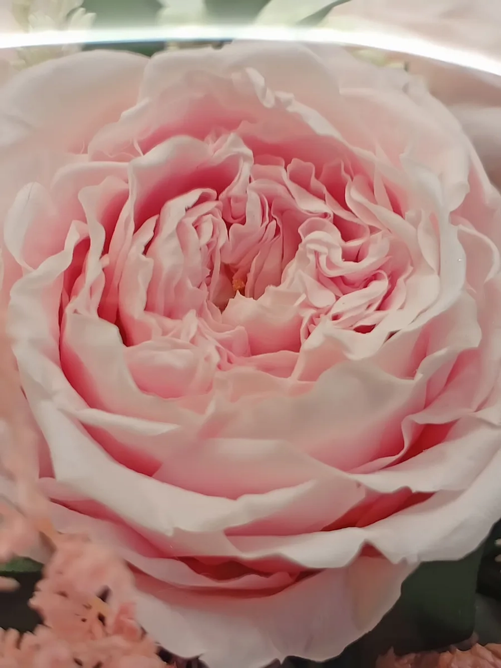 натуральные пионы в стекле, вакуум
