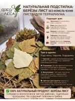 Береза лист для фитосборов, творчества и здоровья