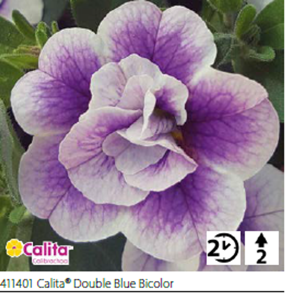 ЕВРО Калибрахоа Calita® Double Blue Bicolor укорененный черенок ОКС конец ноября