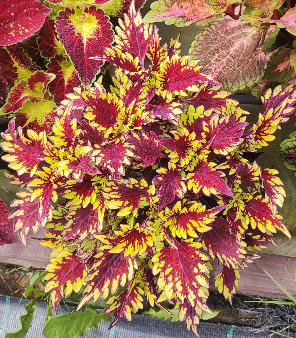 Maverick ES колеус_Сейчас